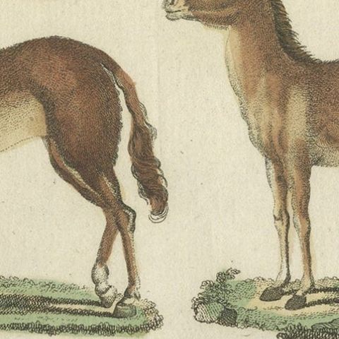 Print from a Rare Unknown Dutch work Showing Mules, Horses, Donkeys, etc., 1800, close-up 2