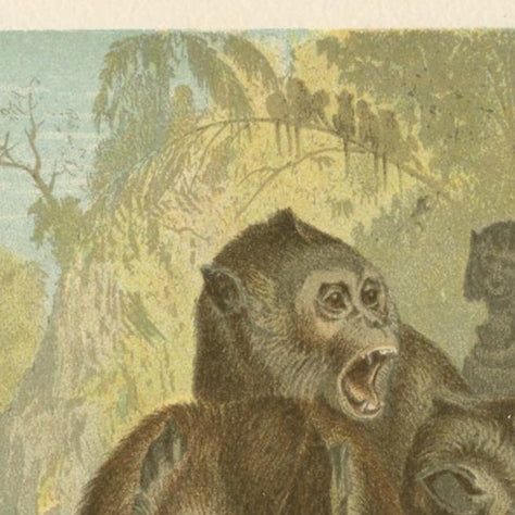 Antique Print of Macaque Monkeys by Brehm 'c.1890', close-up 1
