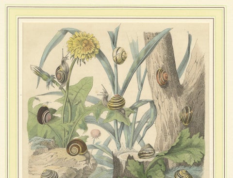 1856 Hand-Colored Lithograph of Snails in a Natural Habitat, close-up 3