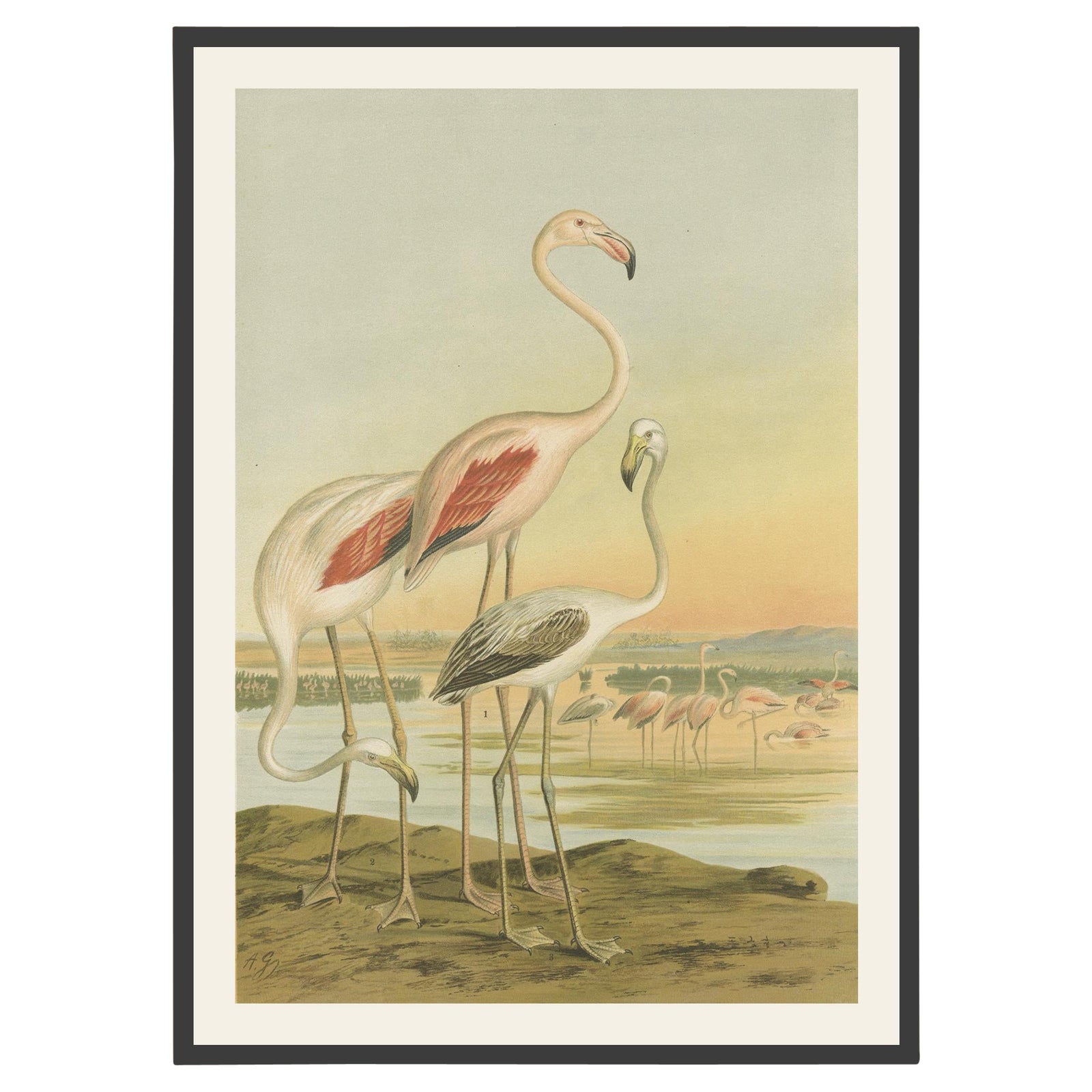 Antique Chromolithograph of Flamingos, Phoenicopterus roseus, c.1890