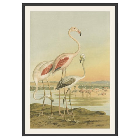 Antique Chromolithograph of Flamingos, Phoenicopterus roseus, c.1890