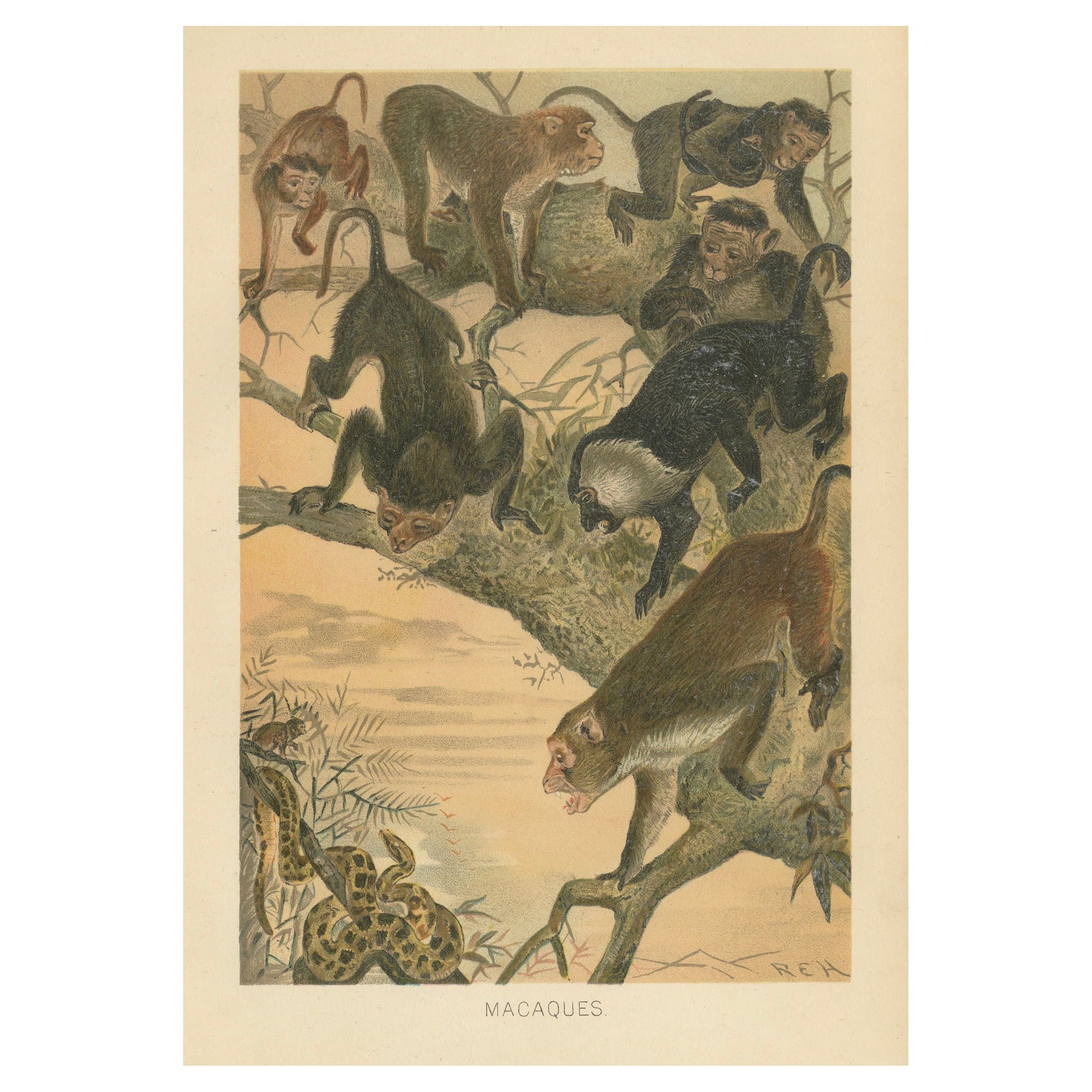 Macaques, Antique Monkey Print, Victorian Zoological Illustration, 1894