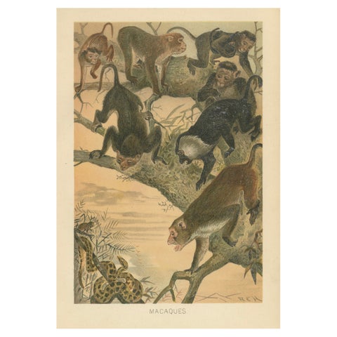 Macaques, Antique Monkey Print, Victorian Zoological Illustration, 1894