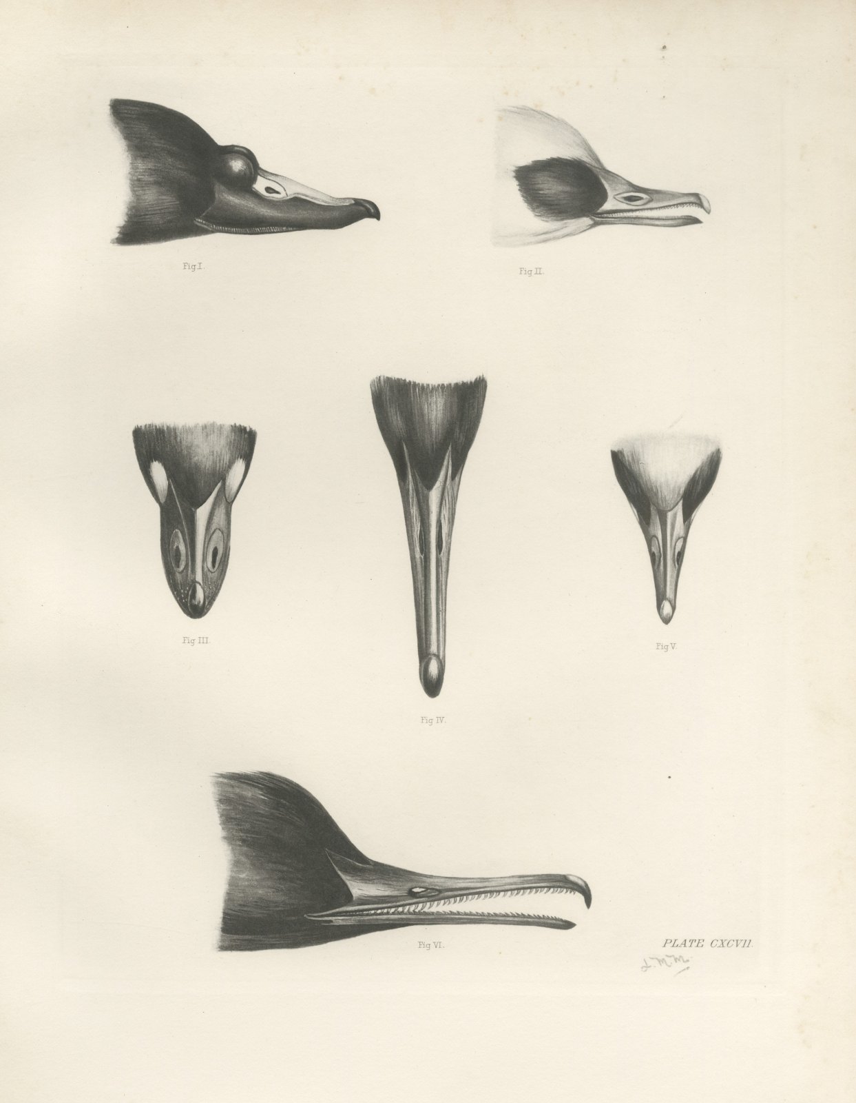 Six Studies of Duck and Sawbill Heads and Bills after Lilian Medland, c. 1909