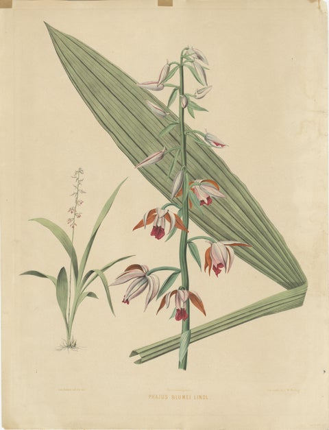 Large Masterpiece of Botanical Illustration from the Dutch East Indies, 1854, view 2