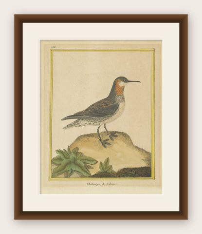 Antique Bird Print of a Red-Necked Phalarope by Martinet, c.1800, shown framed