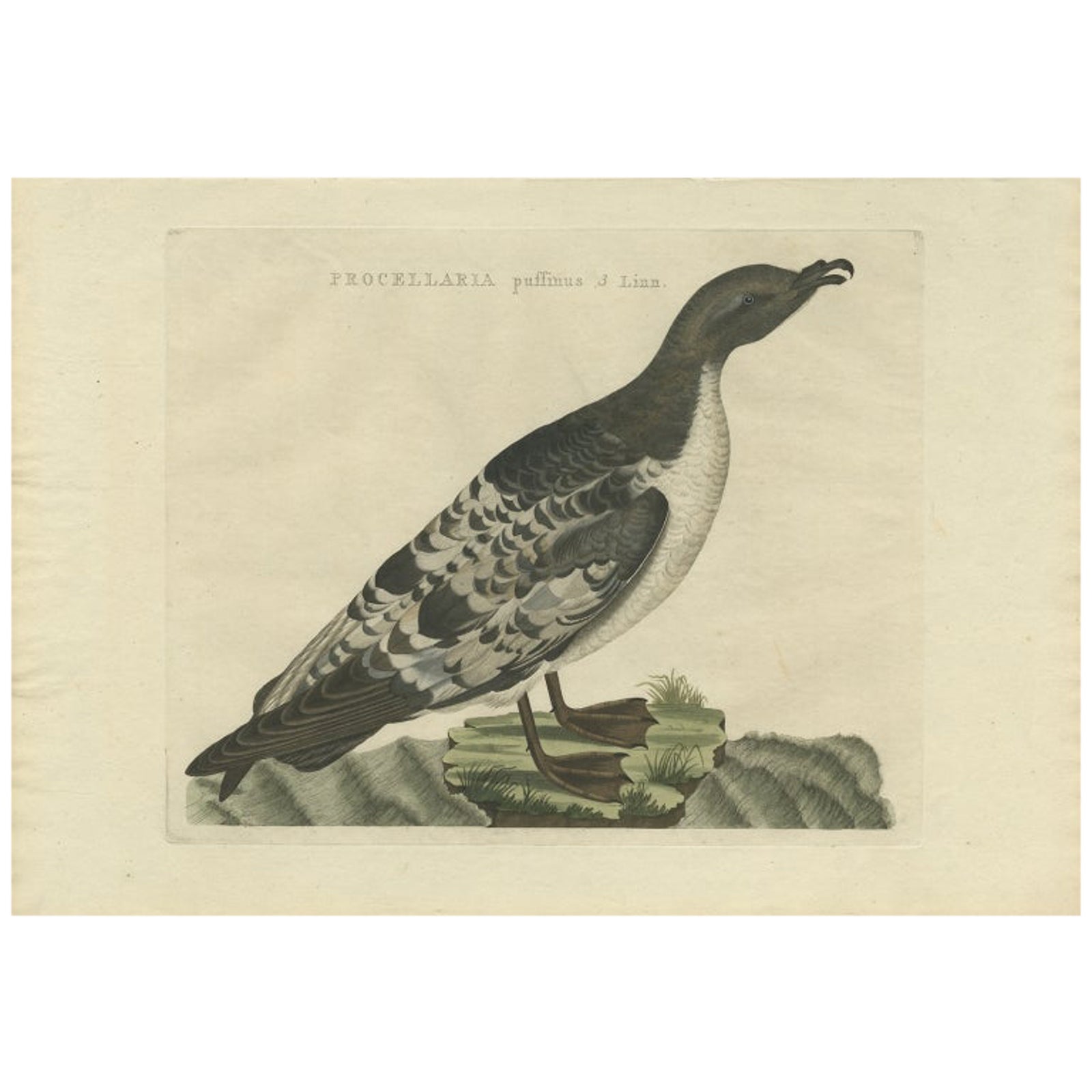 Manx Shearwater, Antique Seabird Engraving by Nozeman & Sepp, 1809