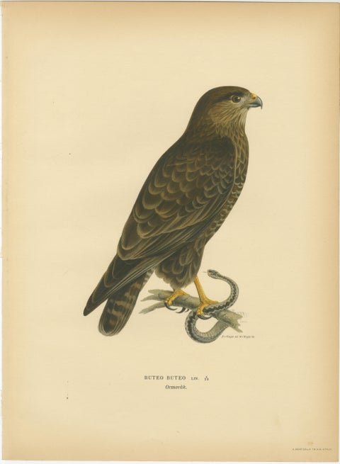 Nordic Birds of Prey Triptych, Swedish Lithographs, Scandinavian Raptors 1929, view 4