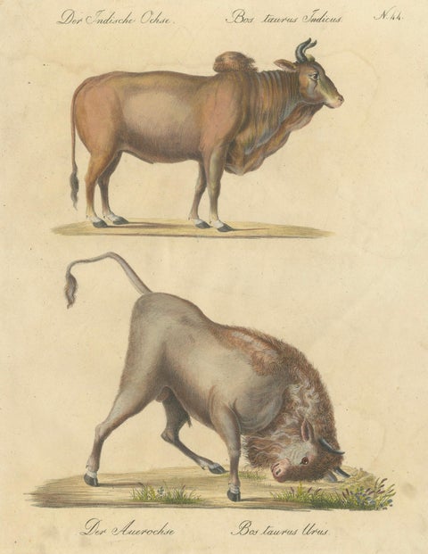 Indian Zebu Bull and Extinct Aurochs Natural History Lithograph, 1816, close-up 1
