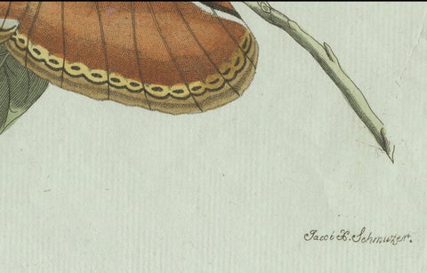 Original Antique Print of an Atlas Moth by Bertuch, circa 1800, close-up 6