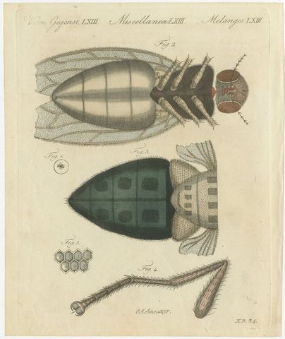 House Fly and Compound Eye Magnified, Antique Bertuch Print, circa 1805