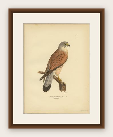 Falco Tinnunculus Antique Bird Print, Common Kestrel, 1929 Edition, shown framed