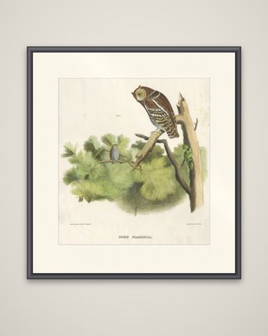 Rare Large Antique Print of the Flammulated Owl (Psiloscops flammeolus), 1869, shown framed