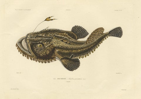Antique Ichthyology Print, Anglerfish (Lophius piscatorius), Gaimard 1842, close-up 1