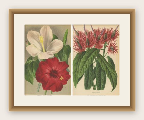 Set of 2 Antique Botany Prints, Hibiscus Rosa-Sinensis, Pavonia 'circa 1890', shown framed