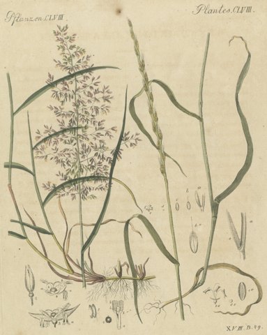 Two Grasses with Flower Details, Antique Bertuch Print, circa 1818