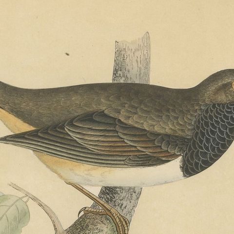 Set of 2 Antique Bird Prints of a Pale Thrush and Black-Throated Thrush, close-up 1