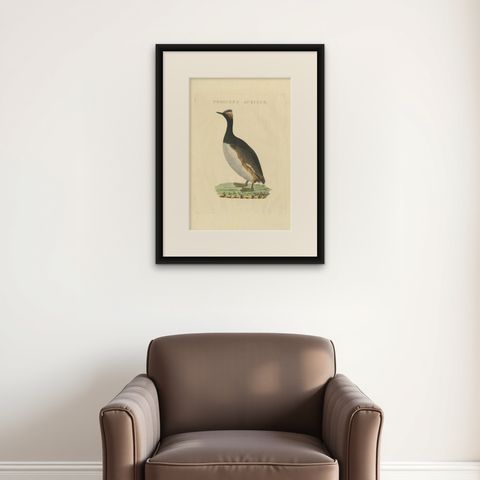 Antique Bird Print of the Horned Grebe by Sepp & Nozeman, 1829, shown framed on a wall