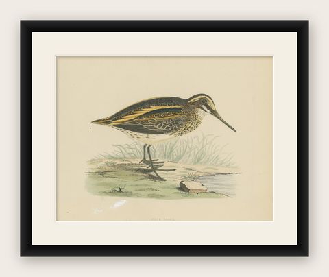 Original Antique Bird Print of a Jack Snipe, shown framed