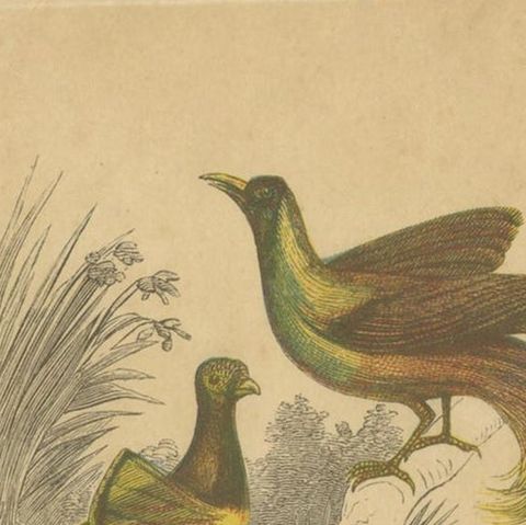 Set of 2 Antique Bird Prints, Bird of Paradise, by Bicknell 'circa 1855', close-up 1