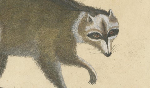 Raccoon, Honey Badger & Wolverine, Brodtmann Lithograph, 1816, close-up 6
