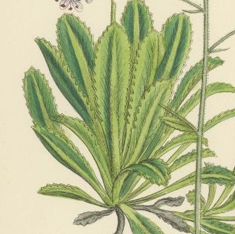 Botanical Engravings of London-Pride Varieties and Yellow Marsh Saxifrage, 1902, close-up 1