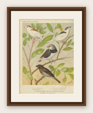 Antique Bird Print of the Magpie 'Pied' Mannikin, Spotted Sided Finch and Others, shown framed