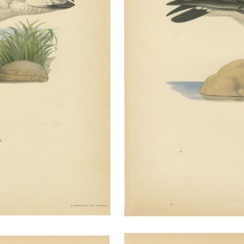 Antique Scandinavian Goose Lithographs Set of 4, Svenska Fåglar, Sweden 1929, close-up 2