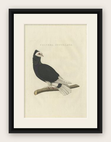 Antique Bird Print of the Jacobin Pigeon by Sepp & Nozeman, 1829, shown framed