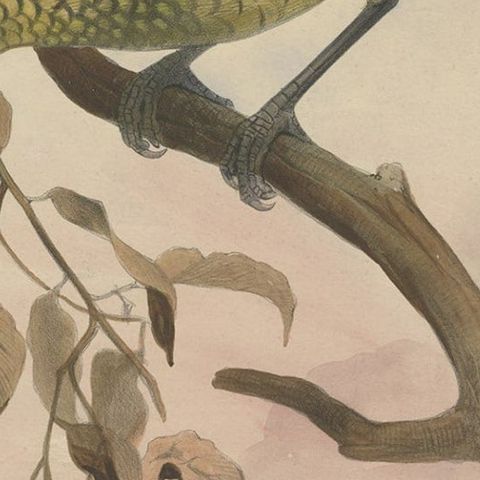 Antique Bird Print of the Black-Cheek Cat Bird by Elliot, c.1873, close-up 2