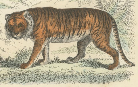 Big Cats & Marsupials Print: Lion, Tiger, Kangaroo, Antique 1867, close-up 2