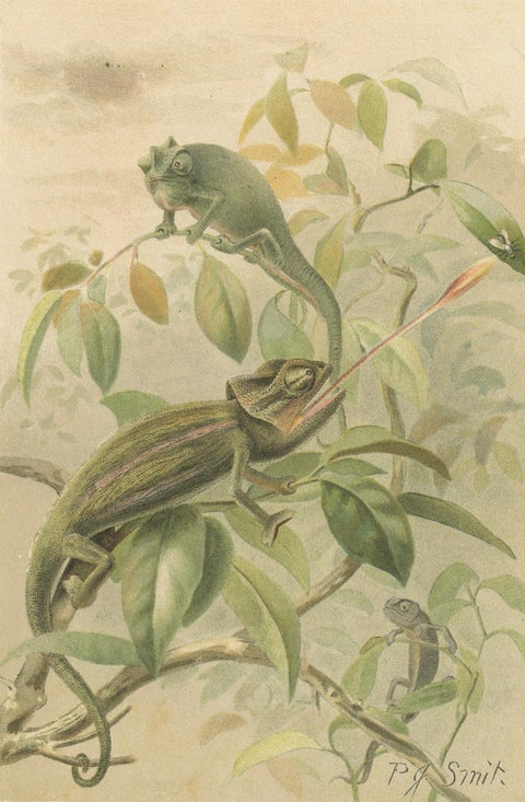 Chameleons in Tropical Foliage, Antique Reptile Natural History Print, 1895, close-up 1