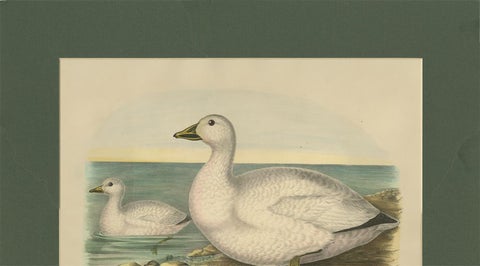 Antique Bird Print of Cassin's Snow Goose Made after D.G. Elliot, 1869, view 4