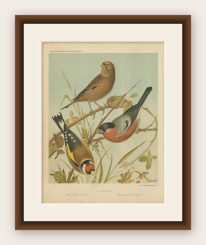 Antique Bird Print of the Goldfinch, Common Linnet and Bullfinch, 'circa 1880', shown framed