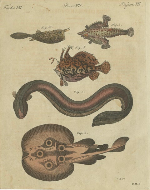 Original Antique Print of Electric Eel, Electric Ray and Exotic Fish, 1790, close-up 3