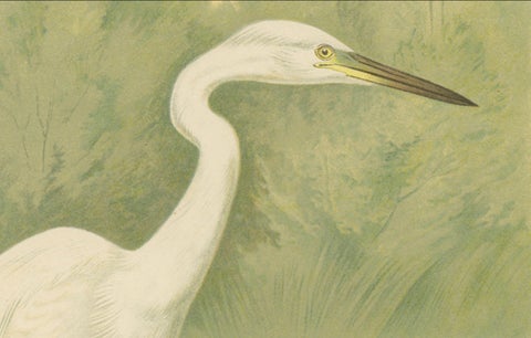Great Egret or White Heron, Elegant German Ornithology Print c.1985, close-up 3