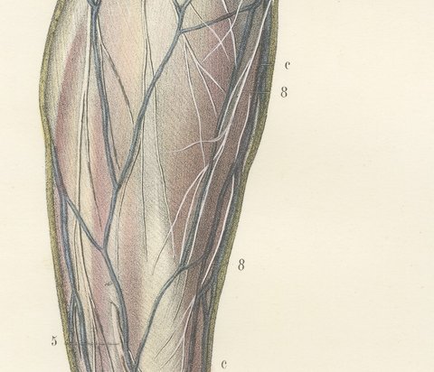 Nerves of the Leg and Foot, Antique Hirschfeld Anatomy Print, 1866, view 4