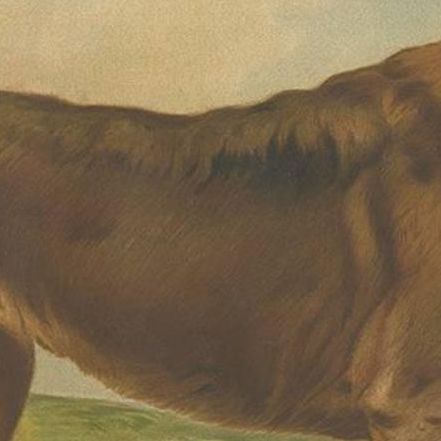 Antique Dog Print of a German Shepherd by Th. Breidwiser, 1879, close-up 2