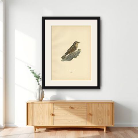Antique Bird Print of the Eurasian Wryneck, 1927, shown framed on a wall
