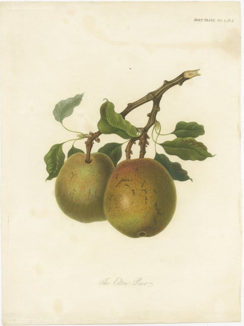Antique Fruit Print of the Elton Pear, view 2