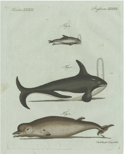 Original Antique Print of Orca, Whale and Dolphin by Bertuch, 1805