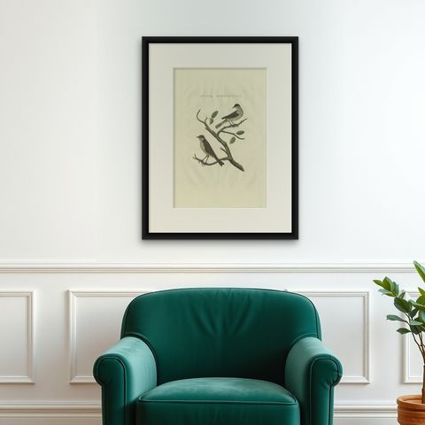 Antique Bird Print of the Eurasian Blackcap by Sepp & Nozeman, 1829, shown framed on a wall