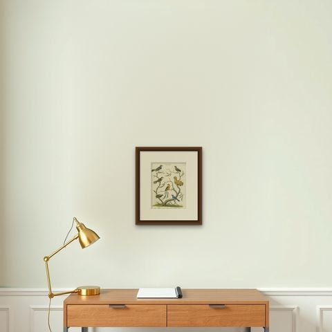 Antique 1811 Ornithology Hand-Colored Print, shown framed on a wall