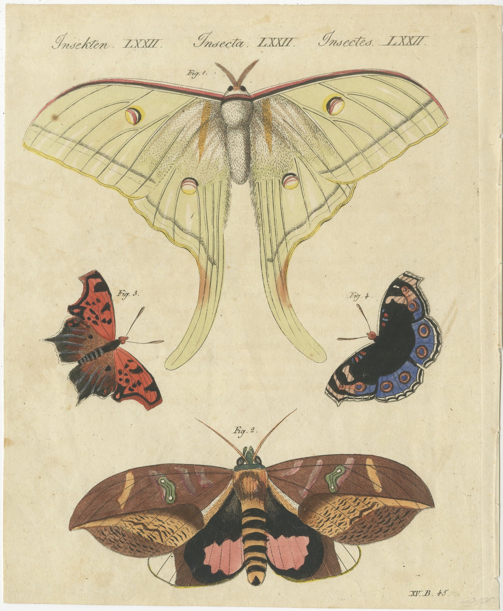 Original Antique Print of Exotic Moths and Butterflies by Bertuch, c. 1820