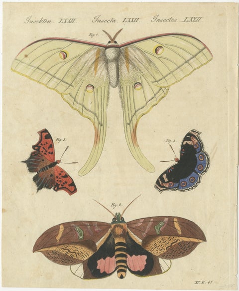 Original Antique Print of Exotic Moths and Butterflies by Bertuch, c. 1820
