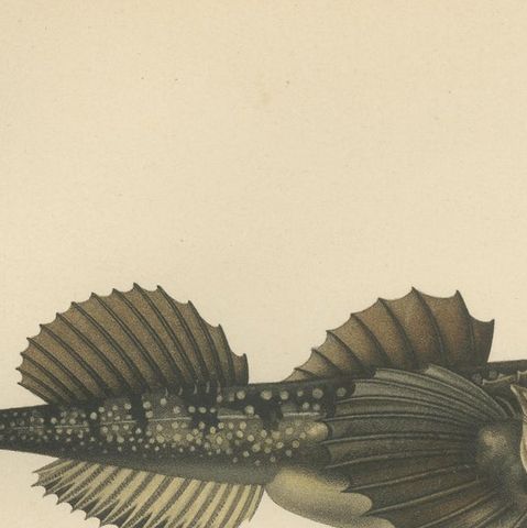 Ray’s Bream and Fourhorn Sculpin - Rare Scandinavian Fish Lithograph, 1895, close-up 6