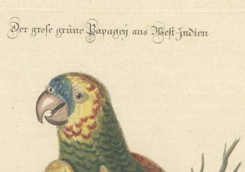 The Large Green Parrot of The West Indies Hand-Colored and Engraved, 1749, close-up 3