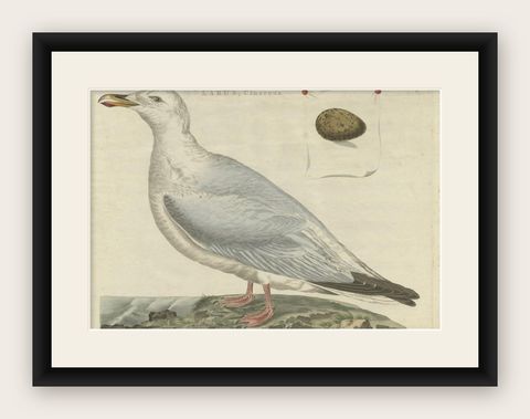 Antique Bird Print of the European Herring Gull by Sepp & Nozeman, 1797, shown framed