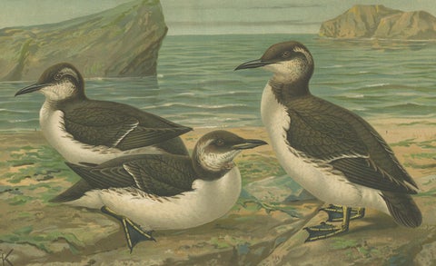 Seabirds on a Northern Shore, Elegant Antique Guillemots Chromolithograph, 1880, close-up 3