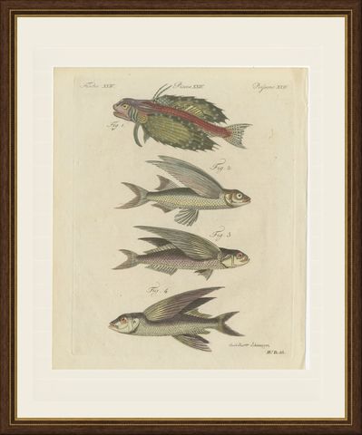 Flying Fish with a Flying Gurnard, Antique Bertuch Print, circa 1805, shown framed